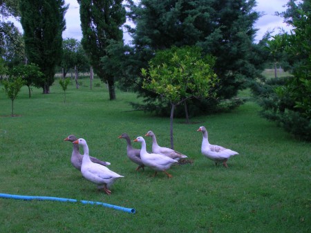 LOS  GANZOS